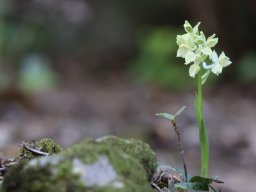 9_Orchis_provincialis